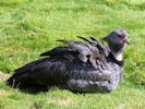 Crested Screamer (WWT Slimbridge September 2012) - pic by Nigel Key